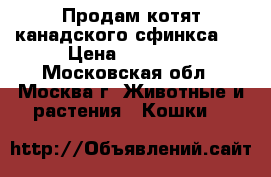 Продам котят канадского сфинкса.  › Цена ­ 15 000 - Московская обл., Москва г. Животные и растения » Кошки   